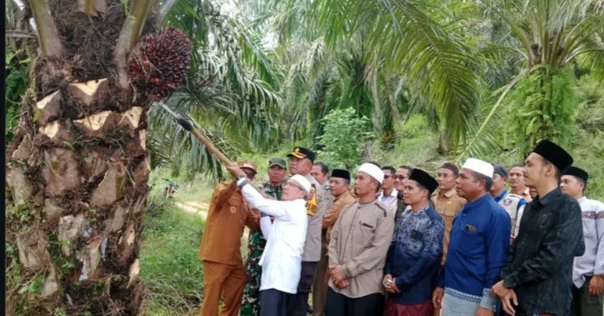 Walikota Subulussalam dan Ponpes Hidayatullah Panen Perdana Sawit Agar Santri Bisa Mandiri Ekonomi