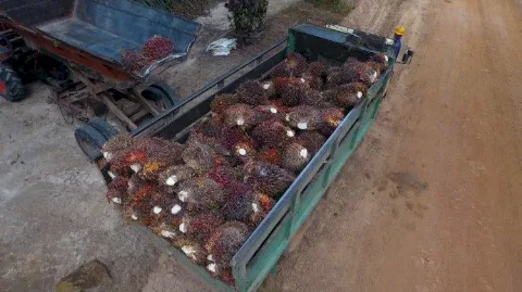 Kementan Pastikan Produksi dan Stok CPO aman Atasi Lonjakan Permintaan Minyak Goreng Selama Ramadan dan Idulfitri 1447 H