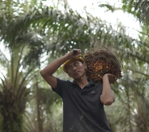 Kementan: Harga TBS Sawit Menguat di Berbagai Daerah Untuk Melindungi Kepentingan Jutaan Petani Sawit
