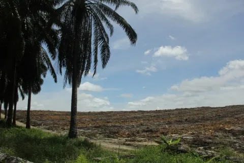Replanting Kebun Sawit Spektakuler dan Anti Mainstream Untung Berlipat