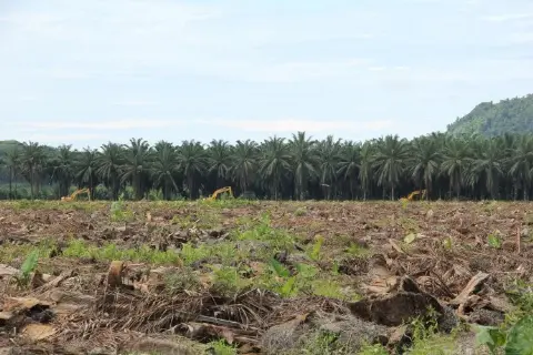 Diwajibkan ISPO, Petani Minta Dukungan Pemerintah