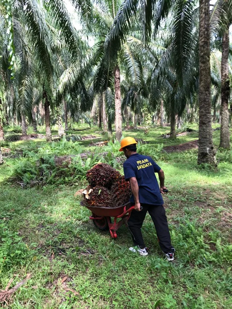 Kao, Apical, dan Asian Agri Meluncurkan Program ‘SMILE’