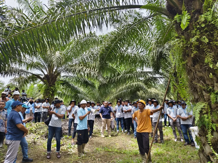 IPB Training, Didukung BPDPKS dan Ditjen Perkebunan Berikan Pelatihan Teknis Budidaya Kelapa Sawit Petani di Provinsi Aceh