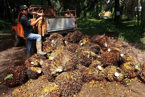 Cuan Bertambah, Harga TBS Sawit Babel Naik Menjadi Rp3.335/kg di Periode I April 2025
