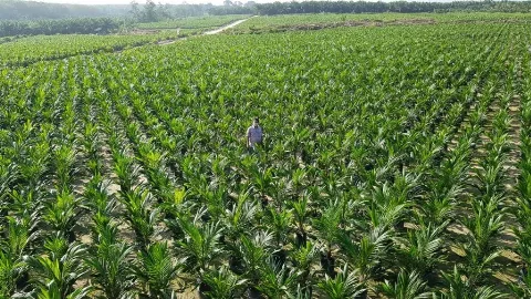 800 Ribu Bibit Sawit Unggul Bersertifikat Disiapkan PT. Perkebunan Nusantara IV Regional III Provinsi Riau Untuk PSR Tahun 2025