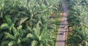 Sawit Berkelanjutan Menuntut Perubahan Fundamental Dalam Praktik Pengadaan Perusahaan Untuk Kesejahteraan Petani Sawit Swadaya