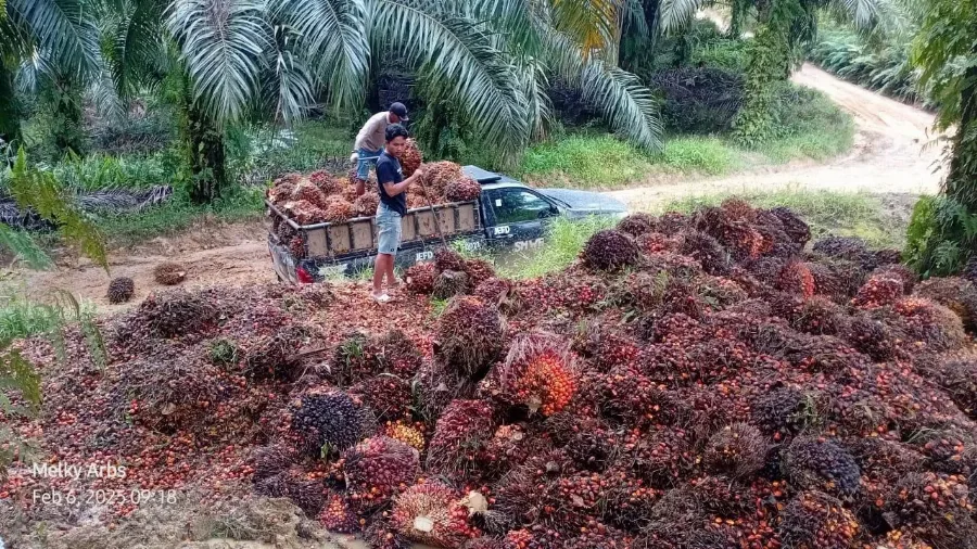 International Energy Agency  dan World Resources Institute  Ungkap Sawit Bukan penyumbang Terbesar Emisi Gas Rumah Kaca Global