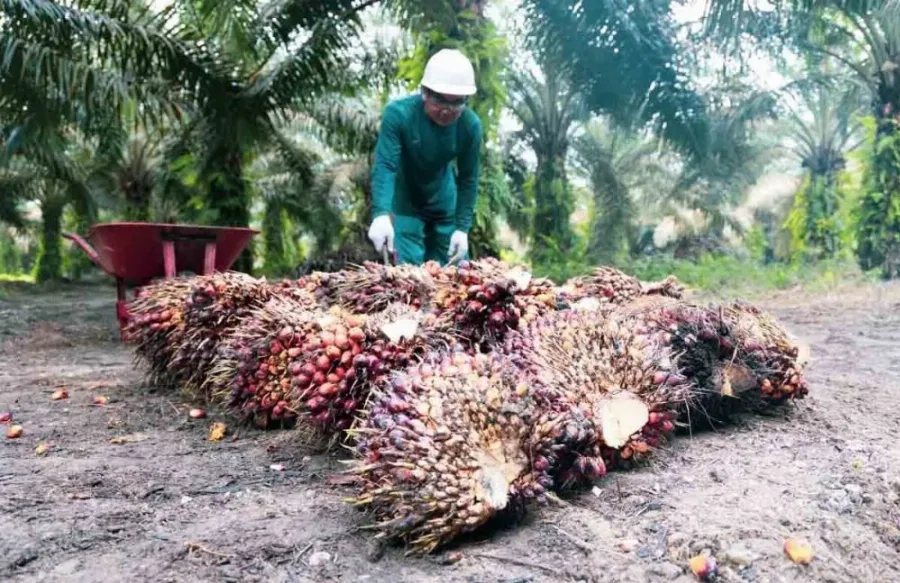 Indonesia Perlu Memiliki Daya Tawar Lebih Agar Amerika Serikat  Dapat Mengurangi Tarif Terhadap Minyak Sawit Hingga 0 Persen