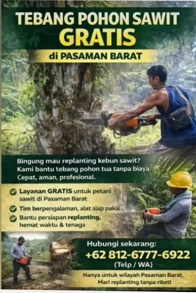 Inovasi Balitbang Sumbar, Petani Dibantu Peremajaan Tanaman Dan Produksi Gula Nira Melalui Program Tebang Pohon Sawit Gratis