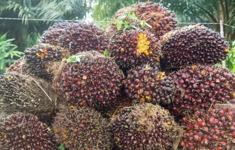 Harga TBS Sawit Plasma Riau Melesat Nyaris Tembus Rp4.000 per Kg, Kelompok Umur 9 Tahun Catat Kenaikan Tertinggi