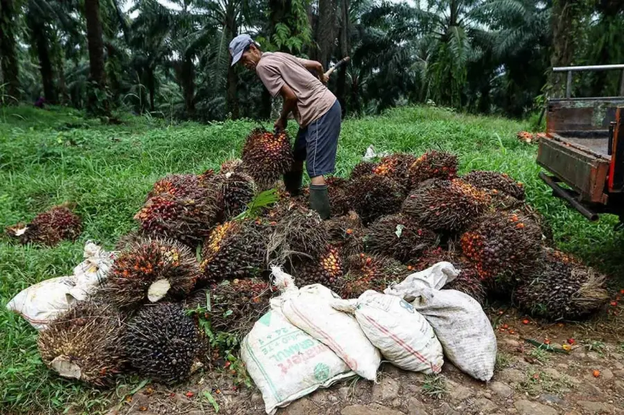 Prospek Harga CPO Diproyeksi Bertahan di Level RM4.400–RM4.600 per Ton, Ditopang Mandat B50 dan Risiko Pasokan Global