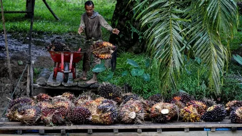 PASPI: PKS Tanpa Kebun Legal, Pelarangan Bisa Rugikan Petani Sawit