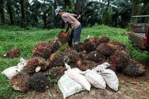 Kinerja Ekspor Sawit Indonesia Bersinar di Pasar Global: Dongkrak Devisa Sekaligus Tingkatkan Kesejahteraan Petani