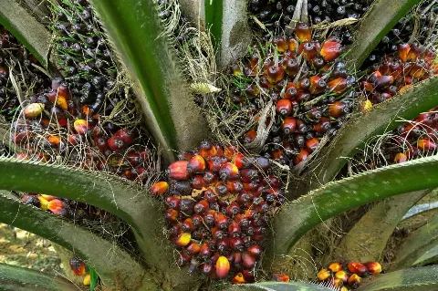 Harga TBS Sawit Swadaya Riau Periode 16–22 September 2026 Turun Tipis, Dipicu Penurunan Harga CPO Global