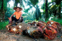 Jaga Pasokan B50 Tanpa Babat Hutan: PTPN IV PalmCo Genjot Akselerasi PSR dan Kemitraan Sawit Rakyat