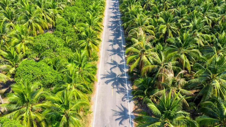 Rebound Tipis ke MYR4.793: India Pangkas Tarif Impor CPO, Angin Segar di Tengah Ancaman Stok Melimpah