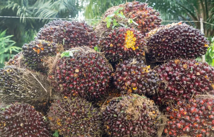 India Pangkas Bea Masuk Impor Minyak Nabati: Angin Segar bagi Permintaan CPO dan Saham Sawit Indonesia