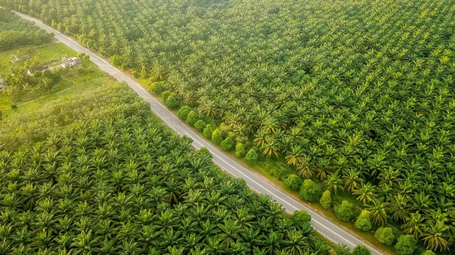 Tumbuh Bersama Masyarakat, PalmCo Kucurkan Dana TJSL Sebesar Rp26,67 Miliar
