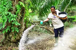Korn-KALI®+B: Supporting Sustainable Oil Palm Nutrition Through Balanced Potassium, Magnesium, Sulphur and Boron Supply for Yield Optimization