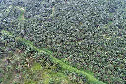 UU Reforma Agraria Indonesia Bayangi Emiten Sawit Malaysia, CIMB Securities Cermati Risiko SD Guthrie hingga KLK