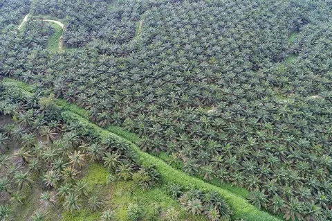 UU Reforma Agraria Indonesia Bayangi Emiten Sawit Malaysia, CIMB Securities Cermati Risiko SD Guthrie hingga KLK