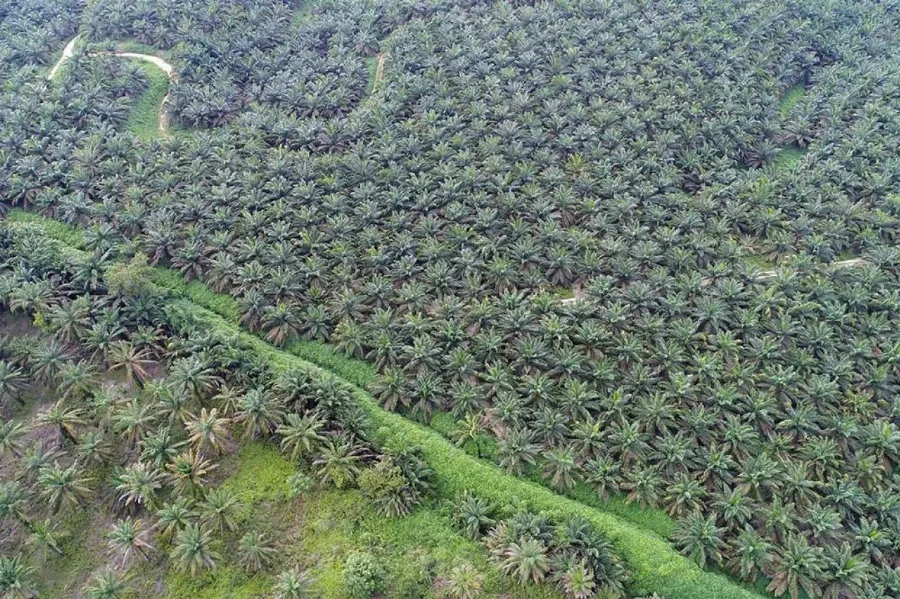 UU Reforma Agraria Indonesia Bayangi Emiten Sawit Malaysia, CIMB Securities Cermati Risiko SD Guthrie hingga KLK