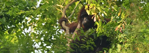 Kolaborasi Lintas Sektor untuk Konservasi Orangutan di Lanskap Keraitan