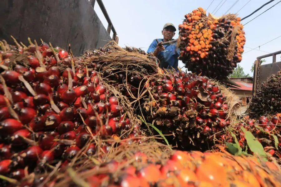 Dampak Pergerakan CPO, Harga TBS Sawit Swadaya Riau Turun Tipis Jadi Rp3.866,97/Kg Periode 30 September–6 Oktober 2026