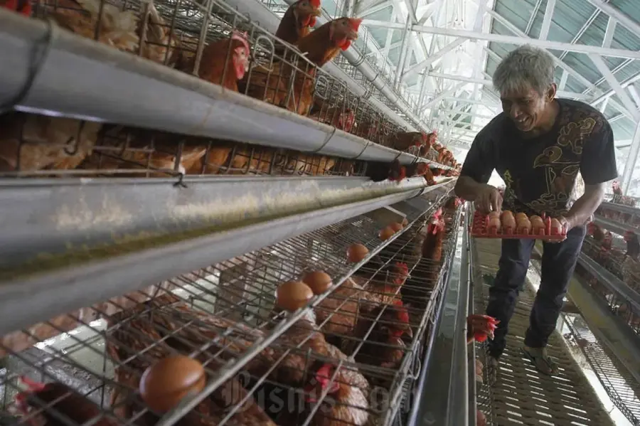 Kurangi Impor SBM, Kementan dan BRIN Kaji Peningkatan Bahan Sawit dalam Pakan Ayam hingga di Atas 10%