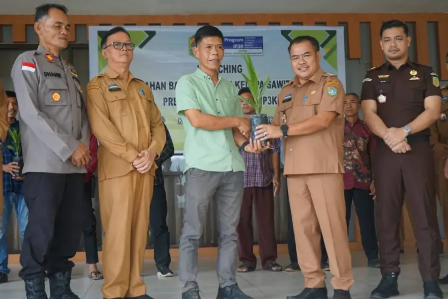 Amankan Lahan Warga Lokal, Bupati Sekadau Bagikan 57.700 Benih Sawit Unggul Lewat Program IP3K