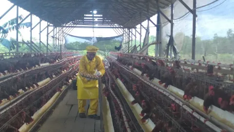 PT Agrolestari Mandiri Merangkul Kelompok Usaha Bersama Siantau Raya Kembangkan Agribisnis Ayam Petelur