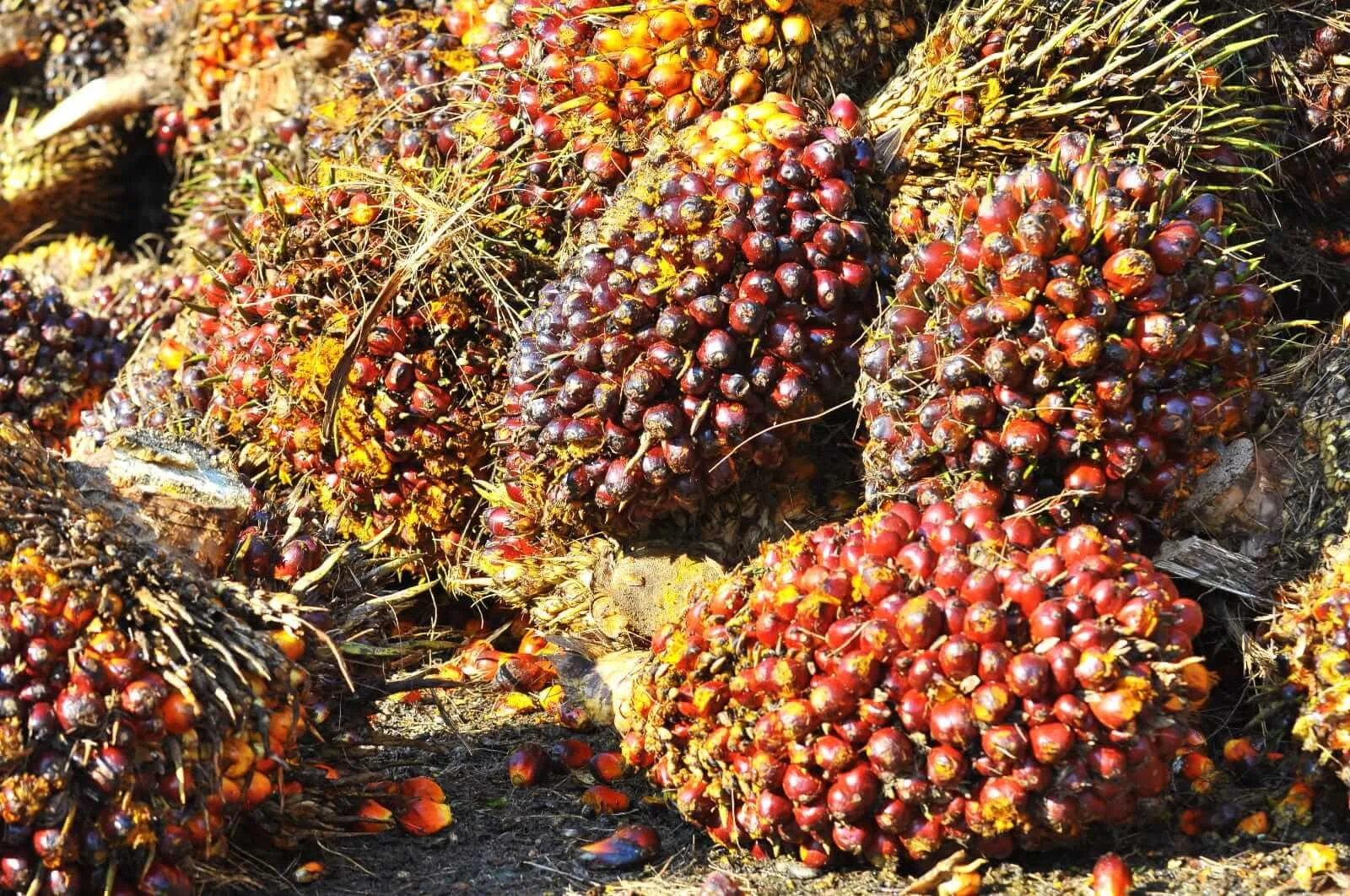 Harga CPO Tertahan di 4.580 Ringgit Imbas Proyeksi Lonjakan Stok Malaysia, Beralih Didorong Impor India