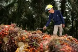 Redam Dampak El Niño, PTPN IV PalmCo Dongkrak Produktivitas CPO 3,55 Persen Lewat Strategi Agronomi Terpadu