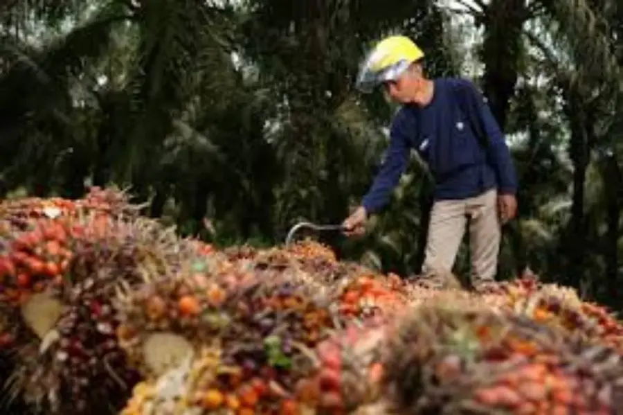 Redam Dampak El Niño, PTPN IV PalmCo Dongkrak Produktivitas CPO 3,55 Persen Lewat Strategi Agronomi Terpadu