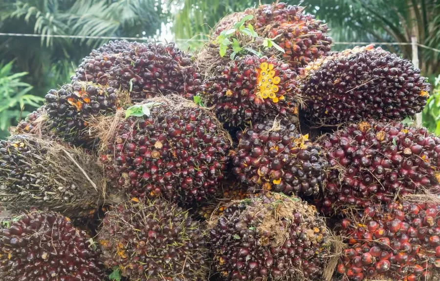 Dipicu Lonjakan Permintaan India dan Isu Logistik Laut Hitam, Harga CPO Bangkit Lebih dari 3 Persen