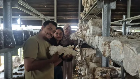 Limbah Sawit Berpotensi Jadi Media Tanam Jamur Bernilai Ekonomi, Riset AKPY-STIPER dan UNS Buktikan Efektivitasnya