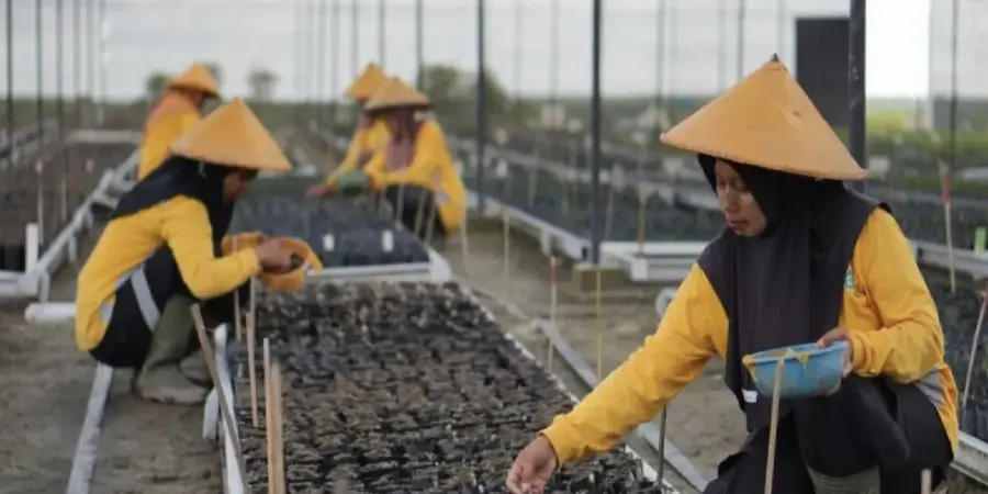 Jamin Kualitas Benih Unggul DxP, Anak Usaha Astra Agro Kantongi Sertifikat ISO 9001:2015 dari TÜV NORD