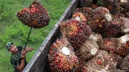Serapan Domestik Naik Kencang, GAPKI Sebut Harga CPO dan Minyak Goreng Berpotensi Terkerek di 2027