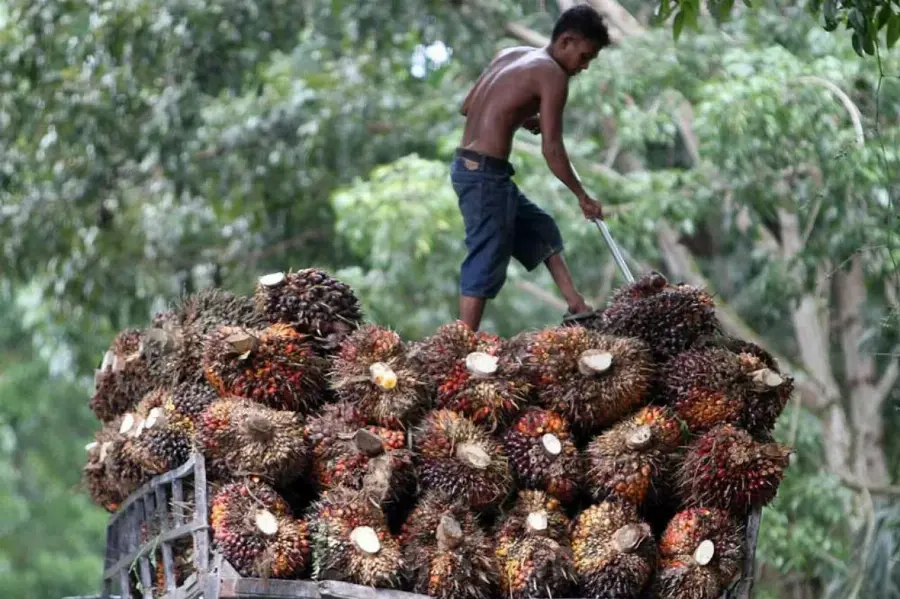 BPDP Dorong UMKM Kembangkan Produk Bernilai Tambah Berbasis Turunan Minyak Sawit