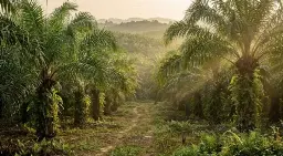 Hasilkan Minyak 4 Kali Lipat Per Hektare, Sawit Jadi Komoditas Paling Efisien di Tengah Tantangan Deforestasi Global