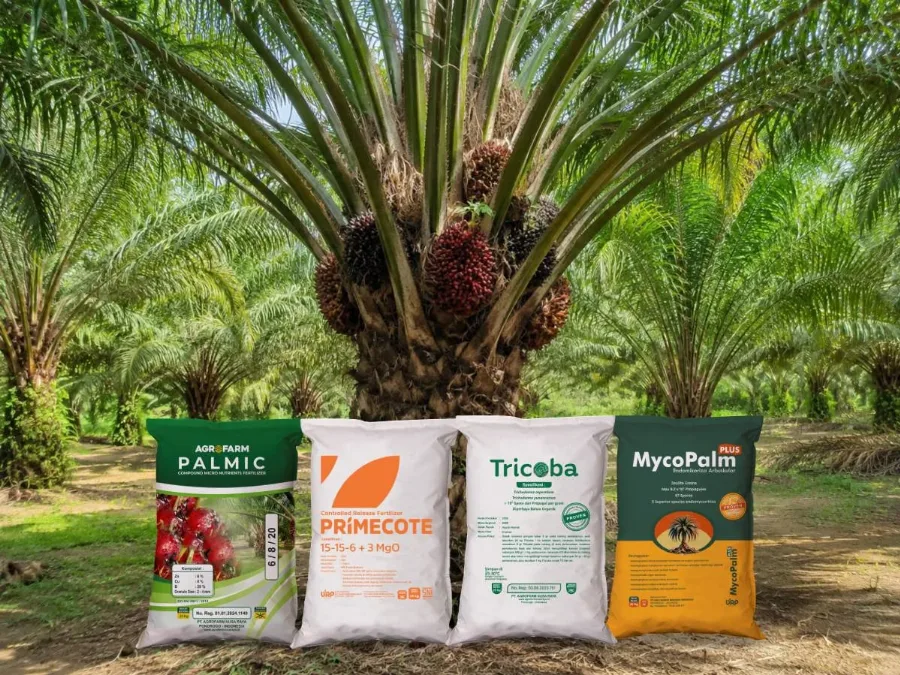 Dari Akar Hingga Panen: Strategi Nutrisi dan Perlindungan Kelapa Sawit untuk Produktivitas Maksimal