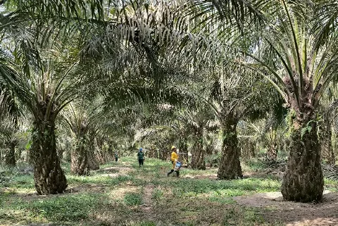 Industri Sawit Indonesia Harus Memperkuat Aspek Keberlanjutan Agar Mampu Bersaing di Pasar Global