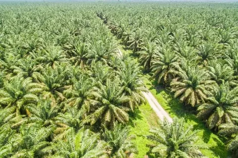 Iklim dan Energi Menggerakkan Harga Sawit