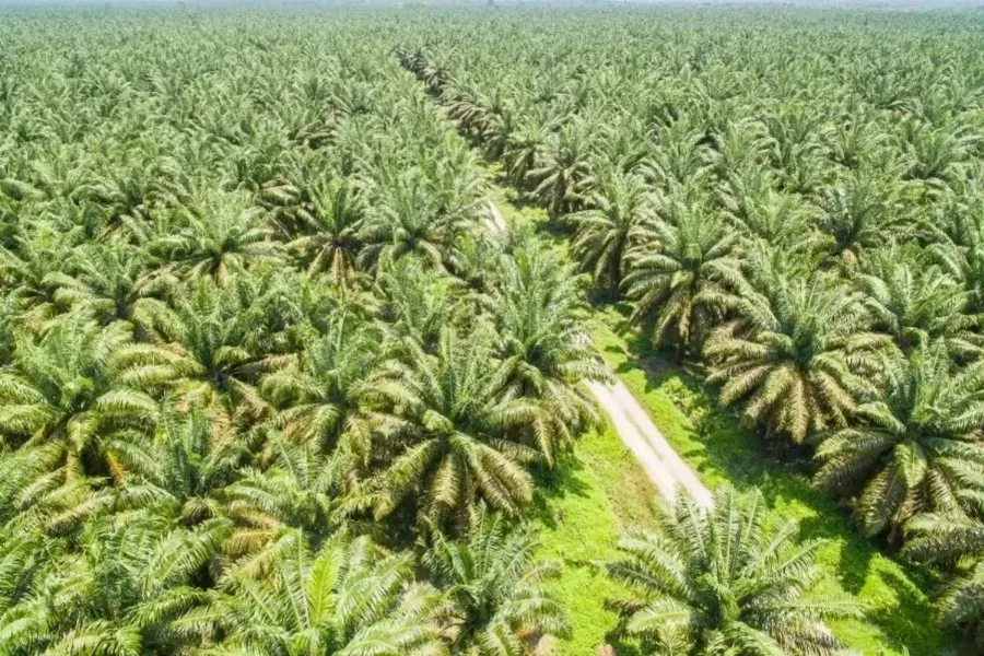 Iklim dan Energi Menggerakkan Harga Sawit