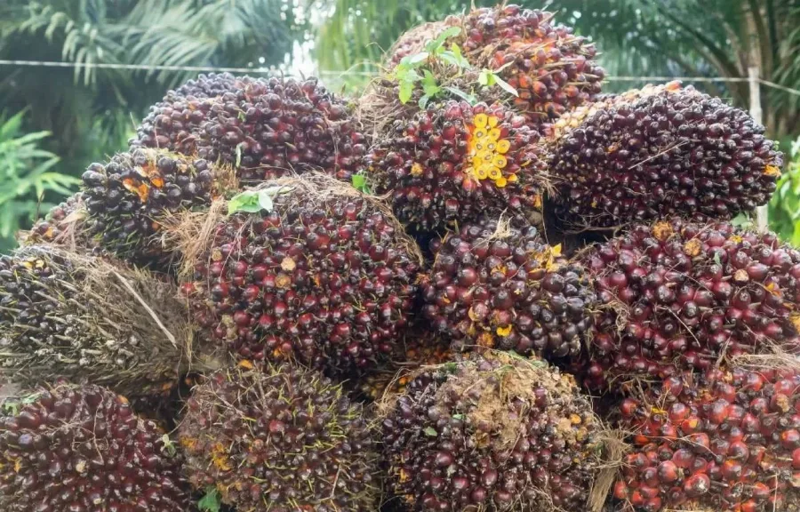 Cuaca Ekstrem Berpotensi Memberikan Weather Premium Pada Harga CPO