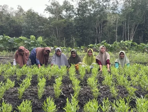 Jurus Srikandi Dusun Pinang: KWT Pinang Lestari Sulap Lahan Bangka Barat Jadi Lumbung Kemandirian Pangan Keluarga