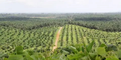 Memoar “Duta Besar” Sawit Indonesia (Bagian XL)