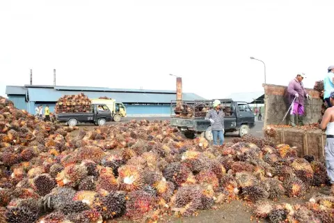 Memoar “Duta Besar” Sawit Indonesia (Bagian CCLXC)
