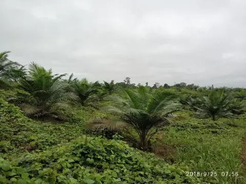 Memoar “Duta Besar” Sawit Indonesia (Bagian CCLXXIX)