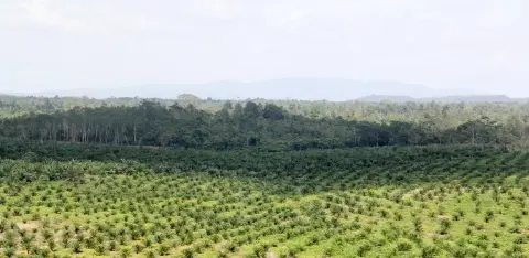 Memoar “Duta Besar” Sawit Indonesia (Bagian CLII)